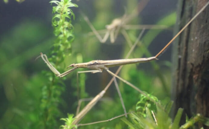 水生昆虫＜ミズカマキリ＞はまるで忍者？　標的を溶かして食べる水中ハンター