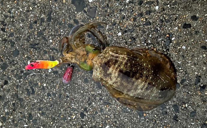 中紀エリアのライトゲームでキビレにアジにアオリイカと多彩！【和歌山】