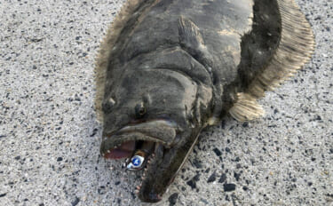 陸っぱりフラットゲームで56cm頭にヒラメ2枚！【瀬戸内】本格シーズン…