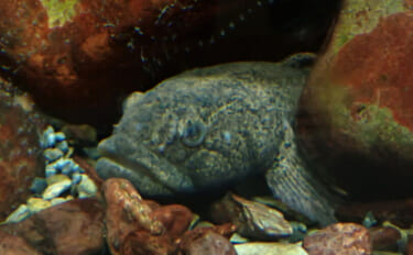 淡水魚＜ドンコ＞とカジカ類・ハゼ類の見分け方　ガサガサをより楽しむため…