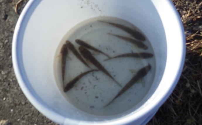 千葉県の落ちハゼ釣りで良型交じり本命51匹キャッチ！ 入れ食いタイムも満喫　