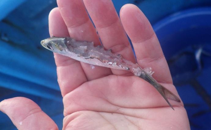 部分解禁の鹿島沖ヒラメ釣りでトップ7匹！【大春丸】ゲストにマハタとイナダ