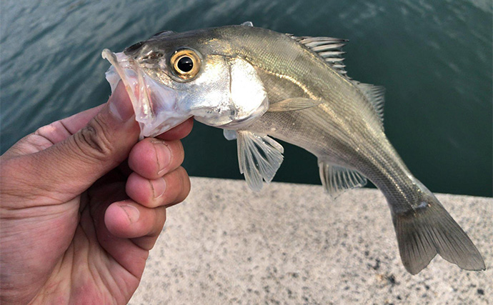 陸っぱりフラットゲームで56cm頭にヒラメ2枚！【瀬戸内】本格シーズン到来の予感