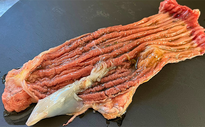 「10kg超えブリが続々！」上越沖ジギングで腹パン寒ブリをキャッチ【こうゆう丸】