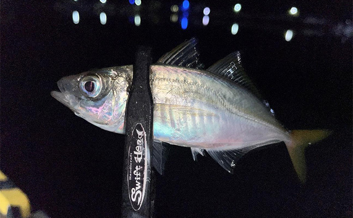 中紀エリアのライトゲームでキビレにアジにアオリイカと多彩！【和歌山】