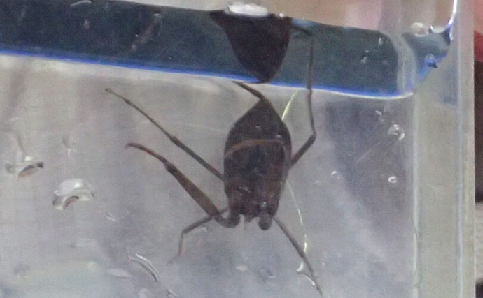 捕えたサカナを溶かして吸う？　絶滅危惧種の水生昆虫『タイコウチ』のすごい特技