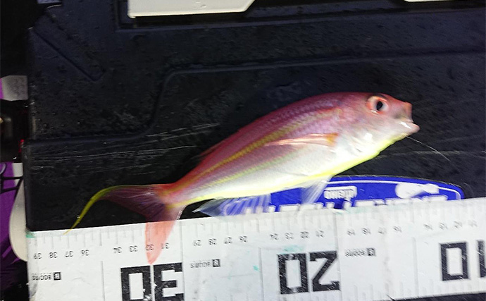 夜のコマセアジ船で40cm級ギガアジ釣れた！【静岡・焼津】想定外のオオスジハタも好捕