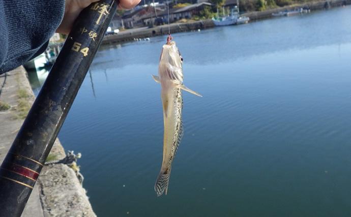千葉県の落ちハゼ釣りで良型交じり本命51匹キャッチ！ 入れ食いタイムも満喫　