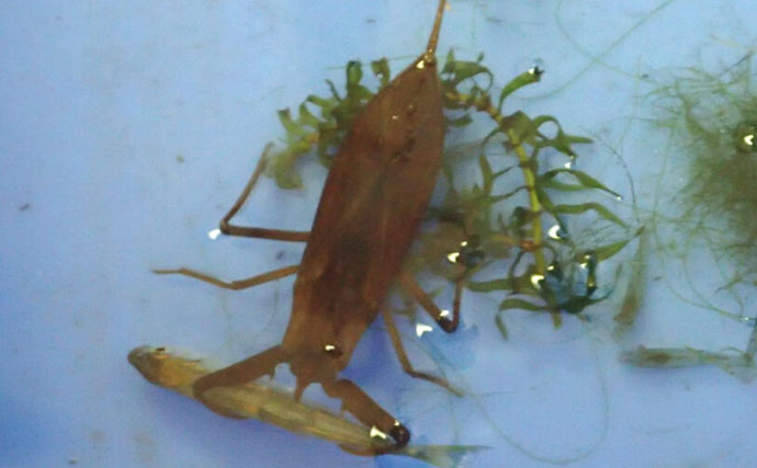 捕えたサカナを溶かして吸う？　絶滅危惧種の水生昆虫『タイコウチ』のすごい特技