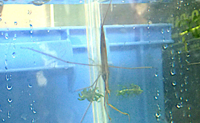 水生昆虫＜ミズカマキリ＞はまるで忍者？　標的を溶かして食べる水中ハンター