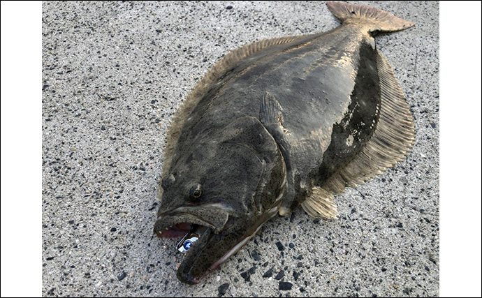 陸っぱりフラットゲームで56cm頭にヒラメ2枚！【瀬戸内】本格シーズン到来の予感