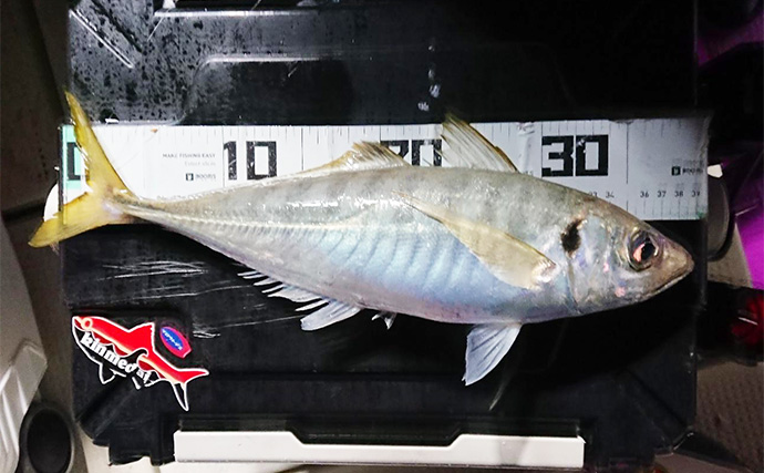 夜のコマセアジ船で40cm級ギガアジ釣れた！【静岡・焼津】想定外のオオスジハタも好捕