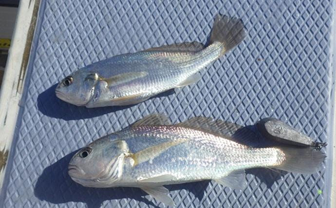 東京湾・船イシモチ釣りで本命19匹【神奈川・鴨下丸】ゲストのシロギスに苦戦？