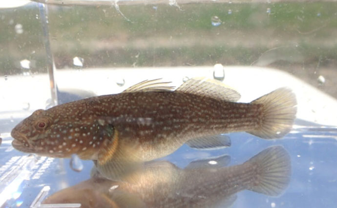 淡水魚＜ドンコ＞とカジカ類・ハゼ類の見分け方　ガサガサをより楽しむための知識