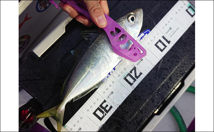 夜のコマセアジ船で40cm級ギガアジ釣れた！【静岡・焼津】想定外のオオスジハタも好捕