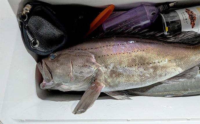 夜のコマセアジ船で40cm級ギガアジ釣れた！【静岡・焼津】想定外のオオスジハタも好捕