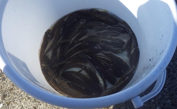 千葉県の落ちハゼ釣りで良型交じり本命51匹キャッチ！ 入れ食いタイムも満喫　