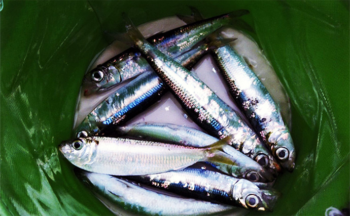 白子漁港釣り桟橋で投げサビキに挑戦【三重】単発回遊を拾ってウルメイワシ＆サッパ確保