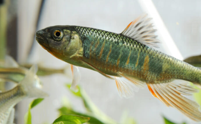 河川の雑魚代表「オイカワ・カワムツ・ウグイ」は似たもの同士？