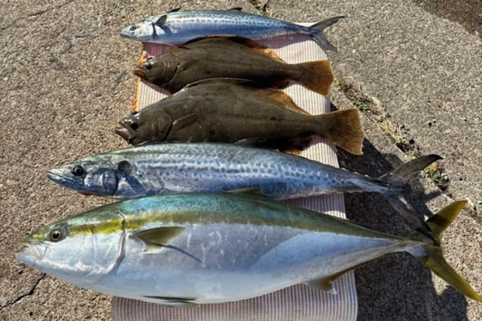 ＜大型ヒラメ＆丸々ブリ＆極太サワラ＞三重・鳥羽沖でイワシ泳がせ釣り好調！【全国の釣果速報6選】