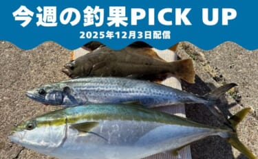 ＜大型ヒラメ＆丸々ブリ＆極太サワラ＞三重・鳥羽沖でイワシ泳がせ釣り好調…