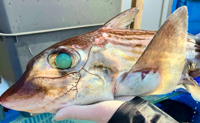 「サメみたいなエイ」と「エイみたいなサメ」　分類がややこしいサカナたち