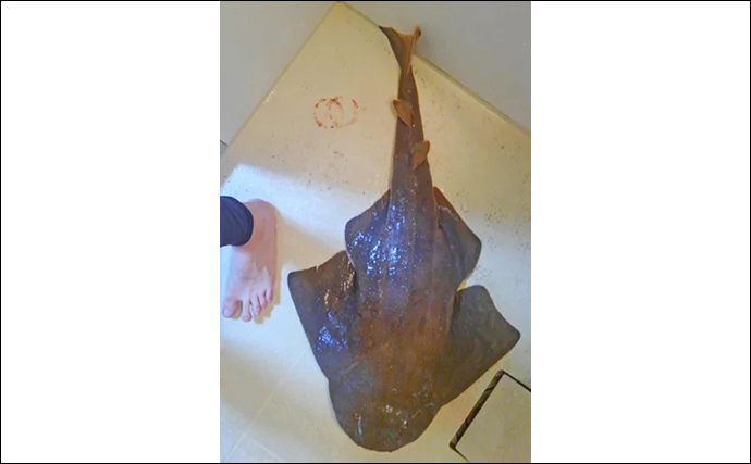 「サメみたいなエイ」と「エイみたいなサメ」　分類がややこしいサカナたち