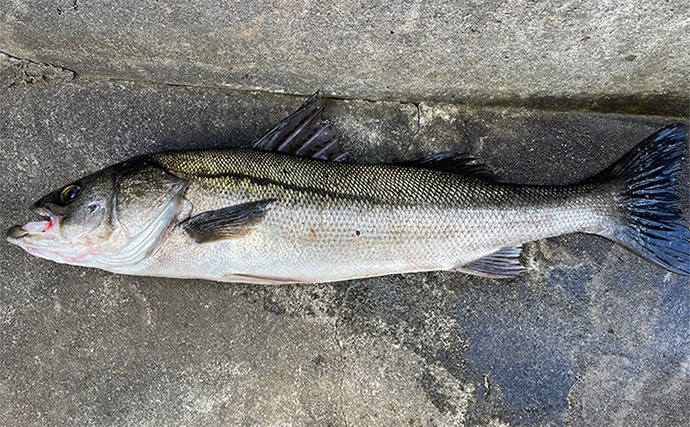 スレ掛かりしたコノシロを泳がせて69cmシーバスをキャッチ【千葉・市原】朝の時合いを攻略