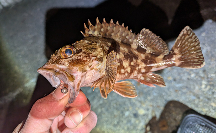 南紀のライトソルトゲームで新規開拓【和歌山】ガシラ主体にオオモンハタをキャッチ