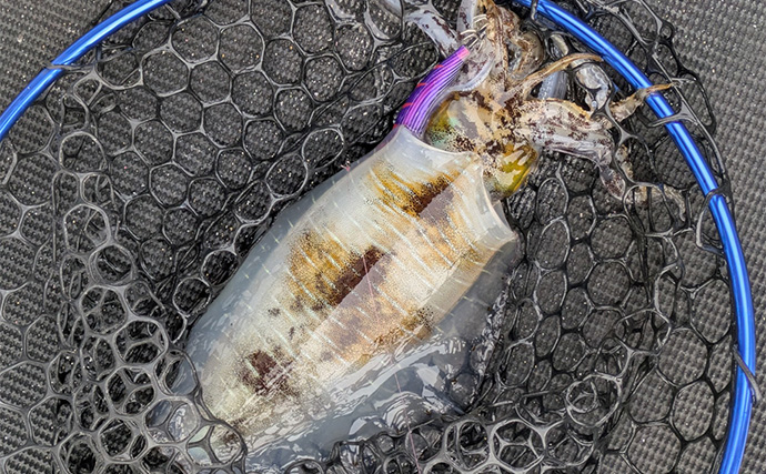 自作の餌木でティップランエギングに挑戦【三重】3時間船中アタリ無しの結果は果たして