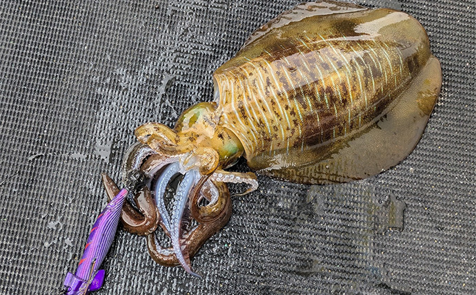 自作の餌木でティップランエギングに挑戦【三重】3時間船中アタリ無しの結果は果たして