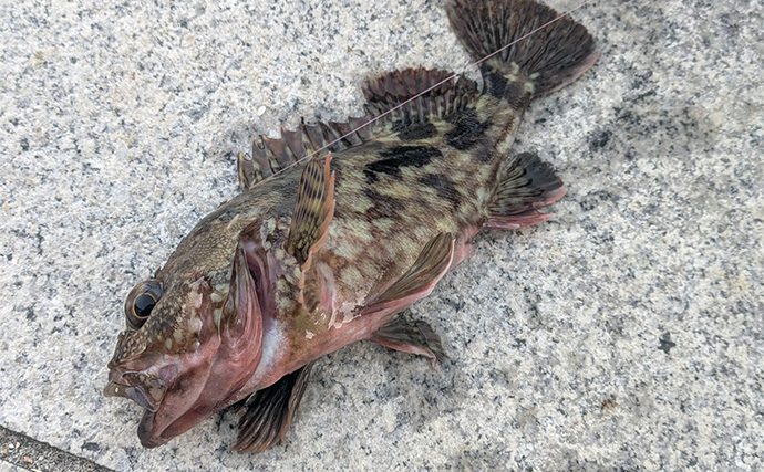 暴風＆激流の淡路島ライトゲームでガシラ30匹超えキャッチ【兵庫】25cm級も登場