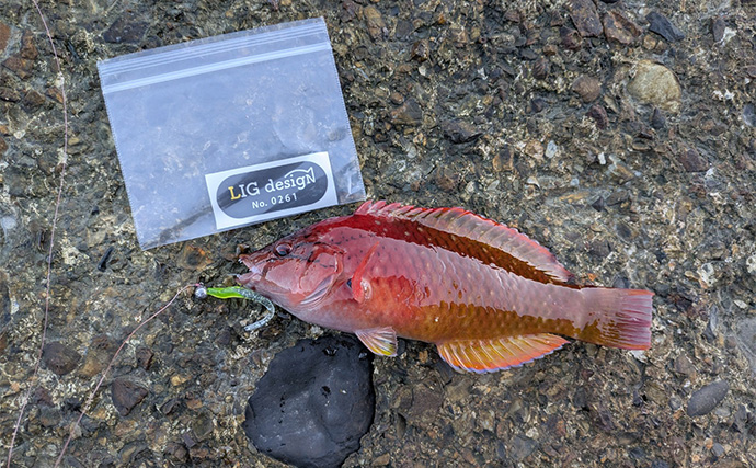 南紀のライトソルトゲームで新規開拓【和歌山】ガシラ主体にオオモンハタをキャッチ