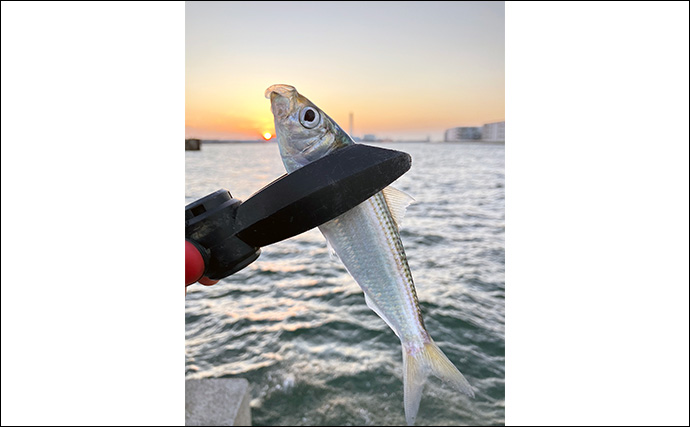 冬の堤防サビキ釣りで入れ食い堪能【大阪南港フェリーターミナル横】アジ不発もサッパ連発