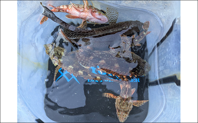 南紀のライトソルトゲームで新規開拓【和歌山】ガシラ主体にオオモンハタをキャッチ