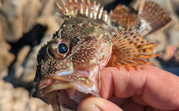 南紀のライトソルトゲームで新規開拓【和歌山】ガシラ主体にオオモンハタをキャッチ