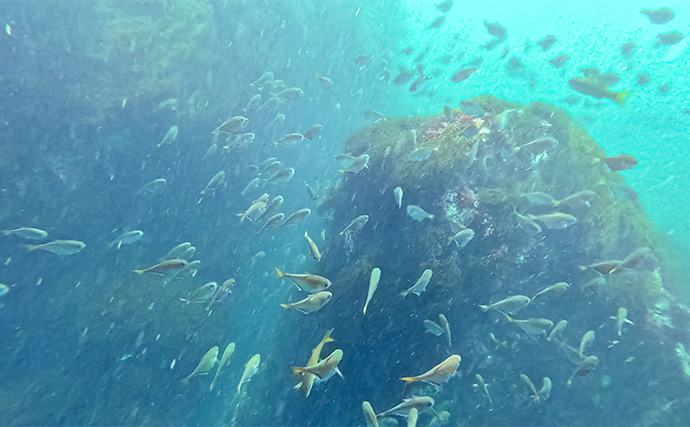 「海の中で出会ったヌシ魚に惚れた！」 磯で潜水してどんな魚がいるか調べてみた