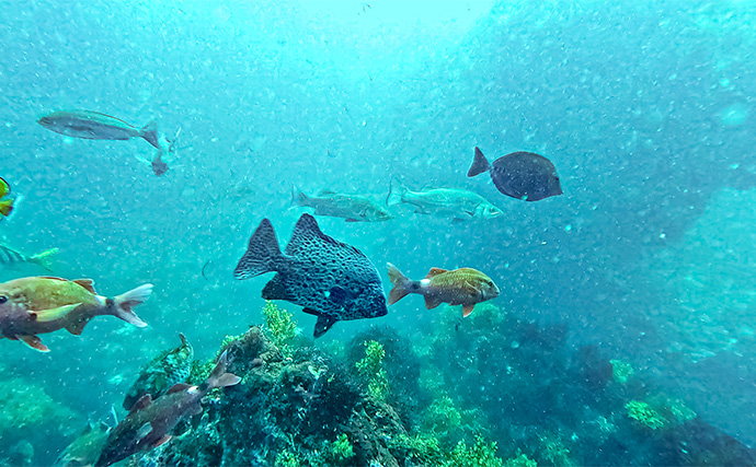 「海の中で出会ったヌシ魚に惚れた！」 磯で潜水してどんな魚がいるか調べてみた
