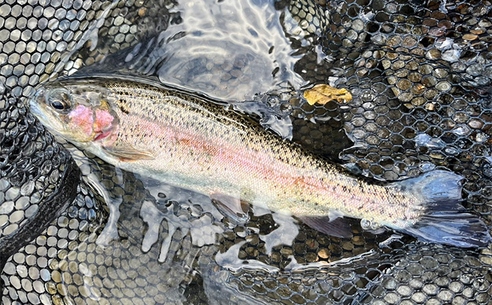 電車での管理釣り場釣行は小旅行気分？　フライフィッシングでニジマス25匹好捕