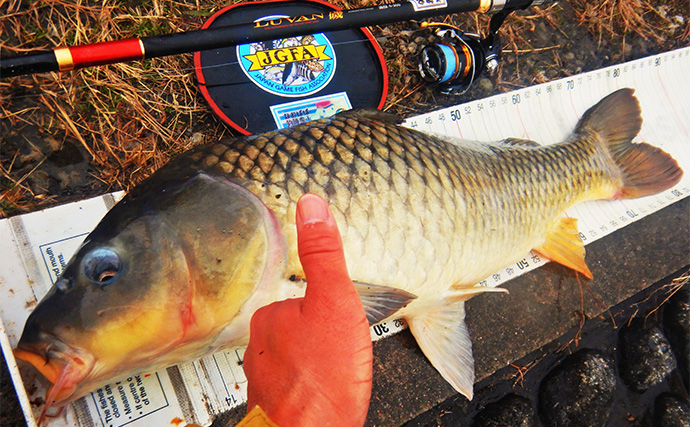 荒川温排水で10kgオーバー大型コイ堂々浮上！【埼玉】ボラのいぬ間に釣るべし？