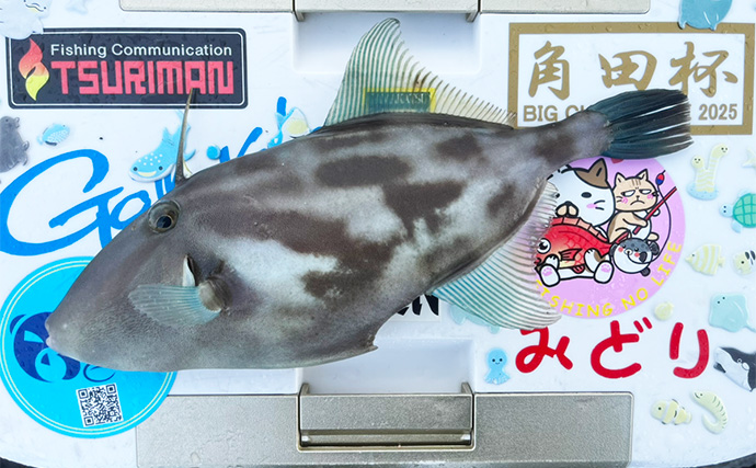 50cm超え筆頭に大型クロ（グレ）乱舞！【大分】一級磯のポテンシャルは圧巻