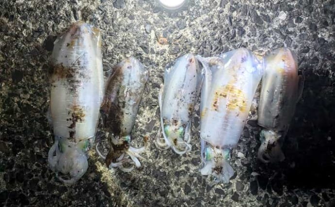 エギングでアオリ1.3kgキロアップ浮上！【熊本・天草】ルアーゲームで50cm級シーバス＆サゴシ4尾も手中