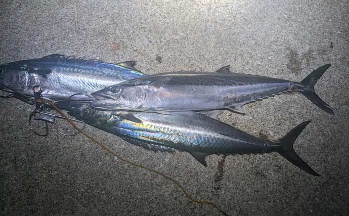 エギングでアオリ1.3kgキロアップ浮上！【熊本・天草】ルアーゲームで50cm級シーバス＆サゴシ4尾も手中