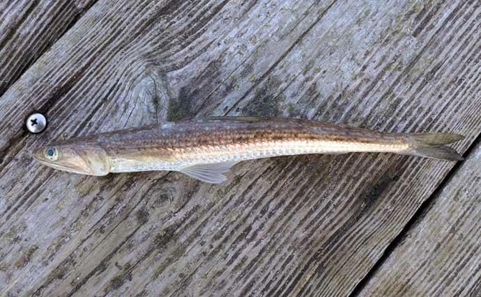 釣魚・外道のグルメ『小型エソの唐揚げ』　小骨はまったく気にならず