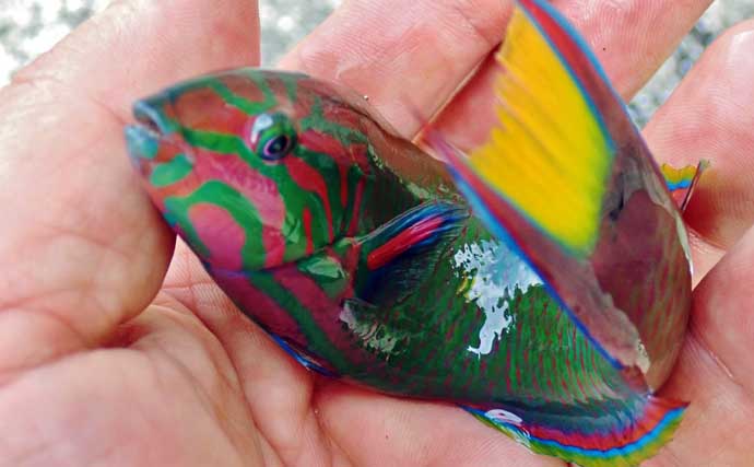 釣魚・外道のグルメ『ベラの天ぷら』　極彩色でも味はイケる？