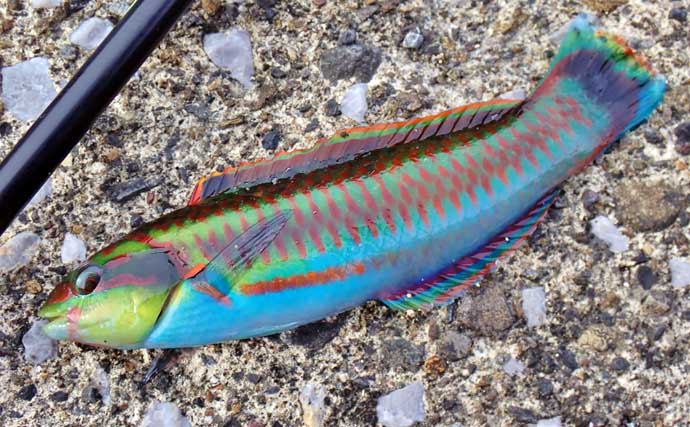 釣魚・外道のグルメ『ベラの天ぷら』　極彩色でも味はイケる？