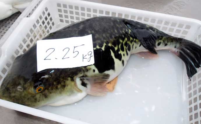 【沖釣り釣果速報】アマダイ便で良型続々！シロアマダイやイトヨリも好調（愛知・静岡）