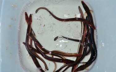 アナゴ狙いの投げ釣りで30cm超頭に13匹キャッチ【三重・四日市港】み…