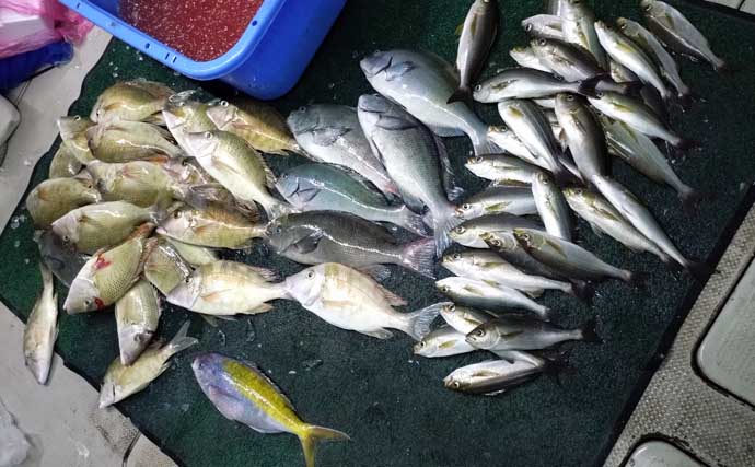 【沖釣り釣果速報】ナイトティップランで2kg超え浮上　玄界灘はアオリイカ・ヒラメ・青物好調（福岡）