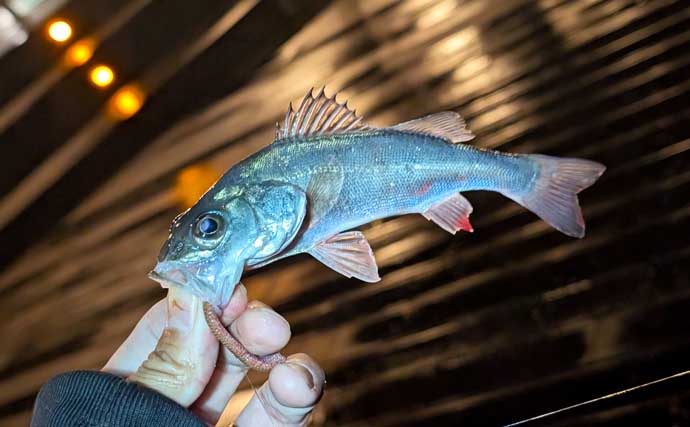 電気ウキ釣りでセイゴ7匹を手中【愛知県・ボードウォーク】ウキ下調整とハリ選びが釣果のカギ